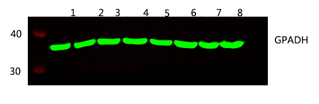 Fig.1.Western blot analysis of 1 HEK293 2 SW480 3 HEPG2 4 MCF-7 5 mouse brain 6 Rat brain 7 Hela 8 A549 lysates, primary antibody was diluted at 1:5000, 4° over night, secondary antibody: 23910.