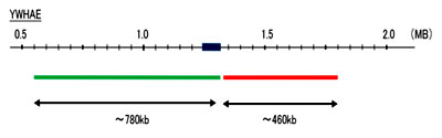 Hybridization position of the probes on the chromosome: