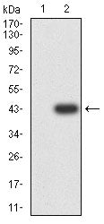 Figure 3:Western blot analysis using ALPG mAb against HEK293-6e (1) and ALPG (AA: 170-285)-hIgGFc transfected HEK293-6e (2) cell lysate.