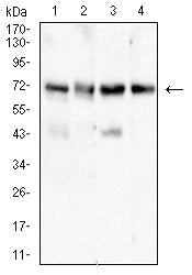 Figure 4:Western blot analysis using ALPG mouse mAb against SK-OV-3 (1), Hela (2),HepG2 (3), and A431 (4) cell lysate.