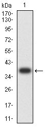 Figure 2:Western blot analysis using ALPG mAb against human ALPG (AA: 170-285) recombinant protein. (Expected MW is 38.8 kDa)