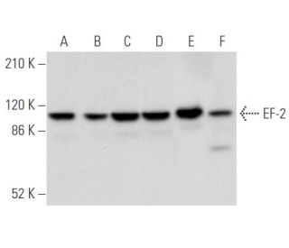 Sc 166415 EF 2 C 9 Hexabiogen